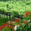 Weinlaube