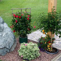 Gartenblume
