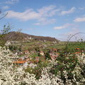 Frühlingswanderung - Leinsweiler im Schwarzdornblütenrausch
