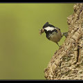 Mésange noire, Periparus ater