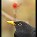 merle, Turdus merula