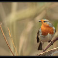 Rougegorge, Erithacus rubecula