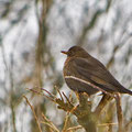 Amsel -Febr.13-