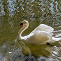 Höckerschwan -April13-