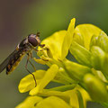 Schwebfliege an gelber Blüte  -Juni13-