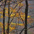 Herbstwald  -Nov.13-