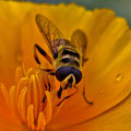 Schwebfliege an Goldmohn  -Juli13-