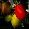 Tomaten am Strauch  -Oktober13-