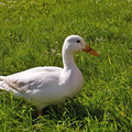 weisse Ente  -Juni13-