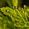 Wassertropfen auf Blatt  -Juli13-