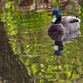 Stockente  -Mai13-