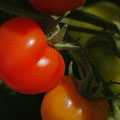 Tomaten -eigene Ernte-