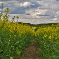 Schwelmer Höhe-Rapsfelder   -Mai13-