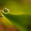 Tautropfen an Goldmohn-Knospe  -Juli13-