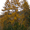 Herbstwald  -Nov.13-