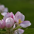 Apfelblüte -Mai13-