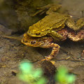 im Teich -April13-