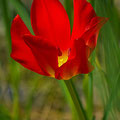 Tulpe -Mai13-