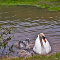 Nachwuchs bei Fam. Schwan  -Juni13-