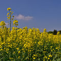 Rapsfeld  -Mai13-