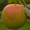 Apfel, eigene Ernte  -August13-