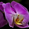 Orchidee -Mai13-