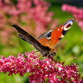Tagpfauenauge  -August13-
