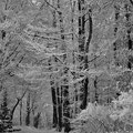 Waldweg im Schnee -Febr.13-