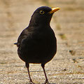 Amsel -April13-