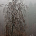 November-Nebel  -Nov.13-