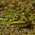 Teichfrosch  -Mai13-