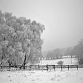 Schnee-Landschaft im Nebel -Febr.13-