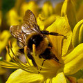 Hummel an gelber Blüte -Mai13- 