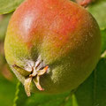 Apfel, eigene Ernte  -Juli13-