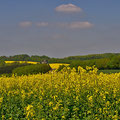 Schwelmer Höhe-Rapsfelder  -Mai13-  