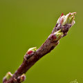 Am Apfelbaum tut sich was....-April13-