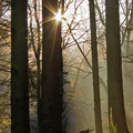Lichtstimmung im Wald  -Dezember13-