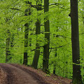 Waldweg im Frühling -Mai13-