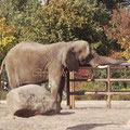 simoner Digitales Fotografieren: Tiere: Elefantenrüssel verschlungen