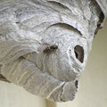 Nest der mittleren Wespe. Foto: Beatrice Jeschke