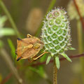Nördliche Fruchtwanze. Foto: Beatrice Jeschke