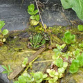 Teichfrosch. Foto: Beatrice Jeschke