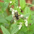 Garten-Wollbiene. Foto: Beatrice Jeschke