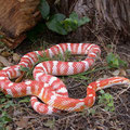 Motley (banded amel.)