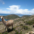 Lama und Alpaca auf der Isla del Sol