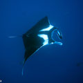 Manta(s) an Daedalus
