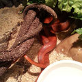 Paarung Bloodred het Charcoal Amel