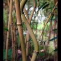 Bambou tordu