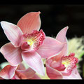 Orchidée au château de Chenonceau