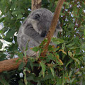 Koala à LonePine, Brisbane